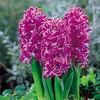 Hyacinth Bulbs - Purple Sensation