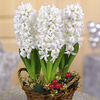 Hyacinth Bulbs - White
