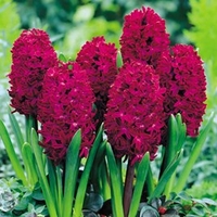 Hyacinth Bulbs - Woodstock