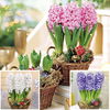 Hyacinth Bulbs in a basket - Lucky Dip