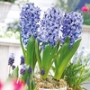 Hyacinth Bulbs (Indoor) - Delft Blue
