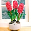 Hyacinth Bulbs (Indoor) - Jan Bos