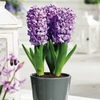 Hyacinth Bulbs (Indoor) - Splendid Cornelia