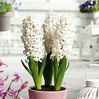 Hyacinth Bulbs (Indoor) - White Pearl