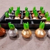 Hyacinth in Wax