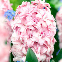 Hyacinth Prince of Love (<i>Hyacinthus</i>)