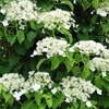 Hydrangea Anomala Petiolaris