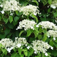 Hydrangea Anomala Petiolaris