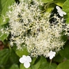 Hydrangea Anomala Petiolaris