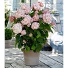 Hydrangea arb. Plant - Candybelle® Bubblegum