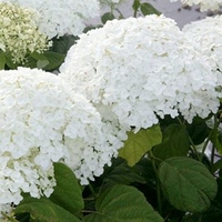 Hydrangea Arborescens - Annabelle