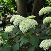 Hydrangea Arborescens Annabelle
