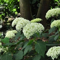 Hydrangea Arborescens Annabelle