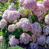 Hydrangea arborescens Candybelle Bubblegum Plants