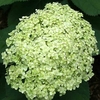 Hydrangea Arborescens Lime Rickey - Proven Winners