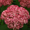 Hydrangea arborescens Plant - Pink Annabelle