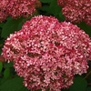 Hydrangea arborescens Plant - Pink Annabelle®