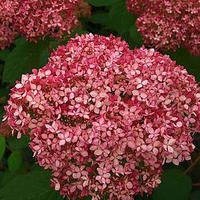 Hydrangea arborescens Plant - Pink Annabelle®