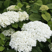 Hydrangea arborescens Plant - Strong Annabelle