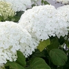 Hydrangea Arborescens Plant - Strong Annabelle®