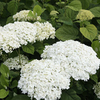 Hydrangea arborescens Plant - Strong Annabelle
