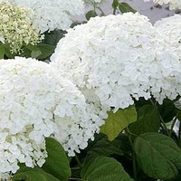 Hydrangea Arborescens Plant - Strong Annabelle®