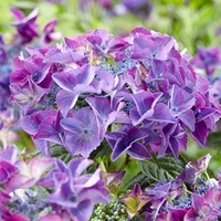 Hydrangea Black Diamonds Shining Angel
