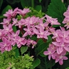 Hydrangea Double Dutch Edam