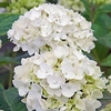 Hydrangea Endless Summer The Bride