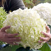 Hydrangea Incrediball