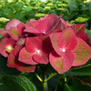 Hydrangea m. Ab Plant - Green Shadow