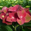 Hydrangea m. Plant - AB Green Shadow®
