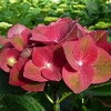 Hydrangea m. Plant - AB Green Shadow®