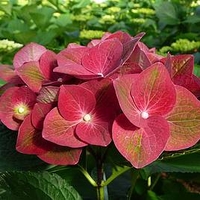 Hydrangea m. Plant - AB Green Shadow®