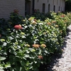 Hydrangea m. Plant - Alpengluehen