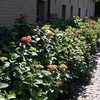 Hydrangea m. Plant - Alpengluehen