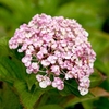 Hydrangea m. Plant - Ayesha