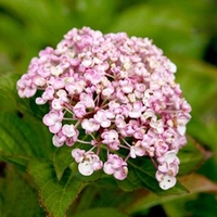 Hydrangea m. Plant - Ayesha