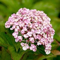 Hydrangea m. Plant - Ayesha