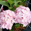 Hydrangea m. Plant - Belle Seduction®