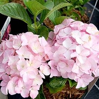 Hydrangea m. Plant - Belle Seduction®