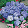 Hydrangea m. Plant - Blue Danube (Blaue Donau)
