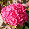 Hydrangea m. Plant - Glowing Embers