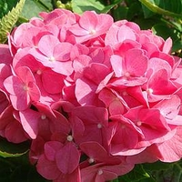 Hydrangea m. Plant - King George V