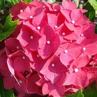 Hydrangea m. Plant - Leuchtfeuer