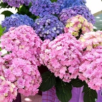 Hydrangea m. Plant - You & Me Romance®