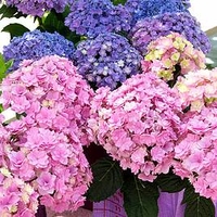 Hydrangea m. Plant - You and Me Romance®