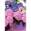 Hydrangea m. Plant - (You and Me) 