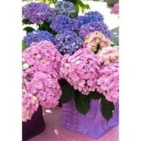 Hydrangea m. Plant - (You and Me) 