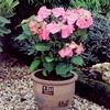 Hydrangea m. 